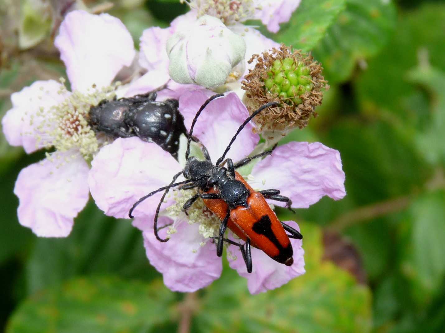 Stictoleptura cordigera in accoppiamento